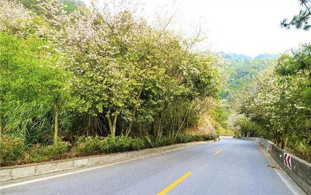 【道路建?！康缆肪G化帶設計
